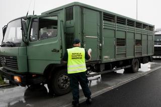 Za dużo zwierząt w jednym transporcie