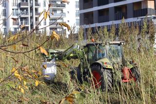 Trwają żniwa na słynnym lubelskim polu