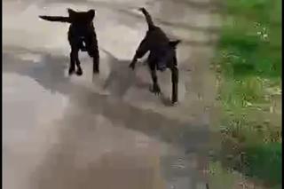 Moją Beze zagryzły psy nowych sąsiadów