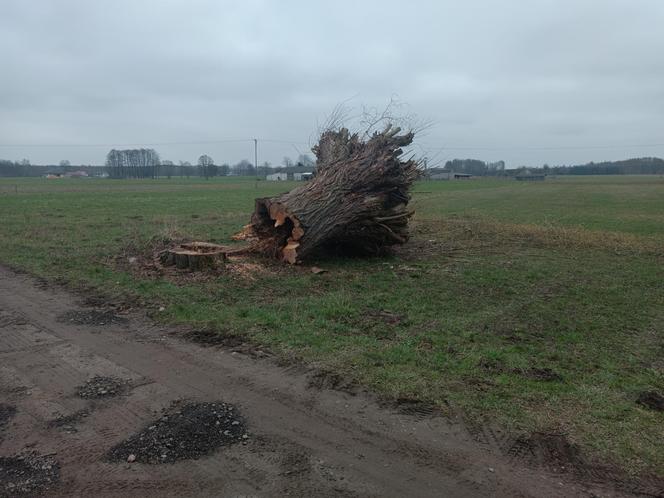 Horror na Mazowszu, potężna wierzba runęła na braci! Jeden stracił zęby, drugi życie