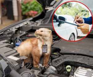 Kuna przegryzła przewody w aucie? Sprawdź, czy możesz ubiegać się odszkodowanie za szkody wyrządzone przez kunę