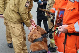 Czworonożni funkcjonariusze przeszli na emeryturę. Jagger i Jerry ratowali ludzi po trzęsieniu ziemi i katastrofie budowlanej