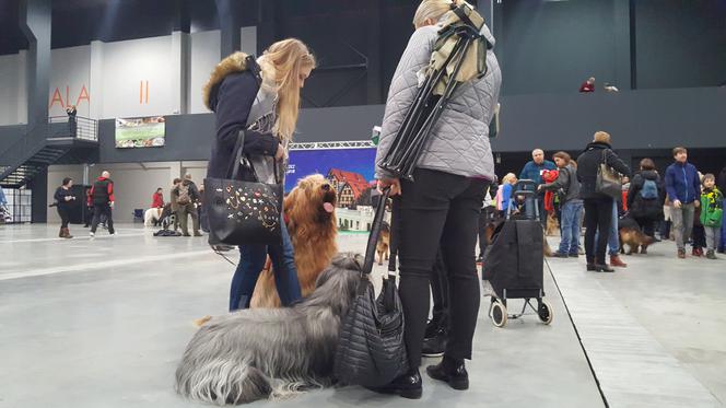 Międzynarodowa Wystawa Psów Rasowych w Bydgoszczy