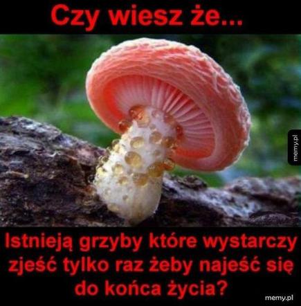 Trwa sezon na grzyby! Oto najlepsze memy o grzybiarzach!