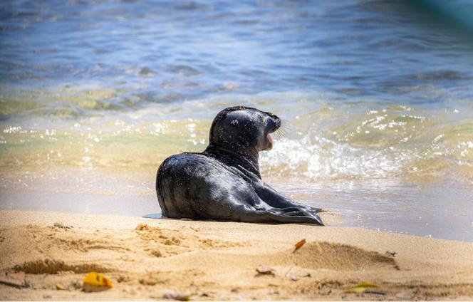 Szczenię foki na hawajskiej plaży 