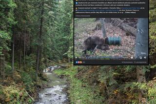 Koszmarne cierpienie niedźwiedzia w Tatrach