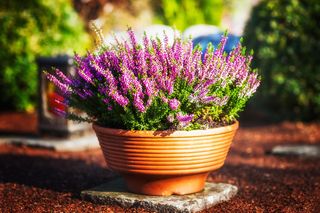 Zrób to z wrzosami! Ten prosty trik sprawi, że kompozycja na grobie przetrwa aż do zimy!