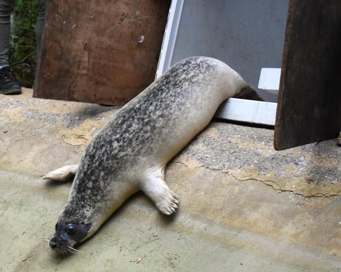 Foki pospolite w płockim zoo