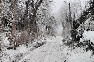 Leśnicy ostrzegają - uwaga na okiść! Nie wchodźcie do lasów, łamią się drzewa i gałęzie [GALERIA]