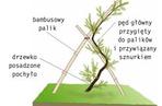 Sosna:  jak uformowac drzewo