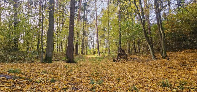 To najpopularniejsze miejsce na spacery w Olsztynie. Zobacz Las Miejski w jesiennych barwach [ZDJĘCIA]