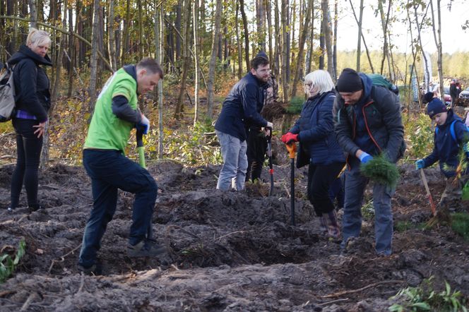 Wielkie sadzenie drzew pod Bydgoszczą! Tak powstaje las 