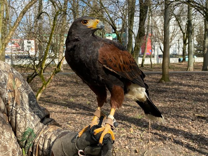 Drapieżnik lata nad „Aleksandrią”. Jastrząb Grażyna płoszy gawrony