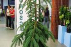 Świerk biały 'Pendula'