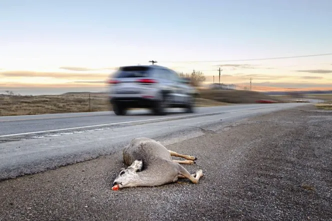 Zderzenie auta z jeleniem. Ciężko ranna pasażerka trafiła do szpitala
