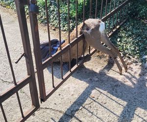 Strażnicy miejscy z Gostynia uratowali młodego rogacza