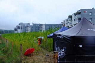 Zbiory konopi między blokami! Szokujące obrazki z Lublina