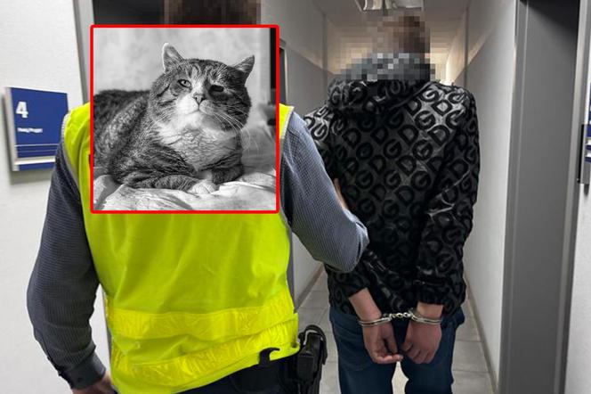 Zabił kota ze szczególnym okrucieństwem. 23-latek zatrzymany przez policję z Wejherowa