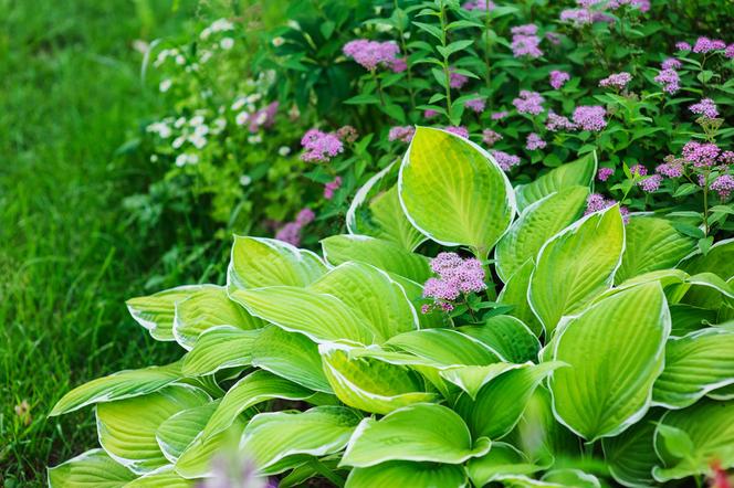 Bylina do cienia - funkia (Hosta)