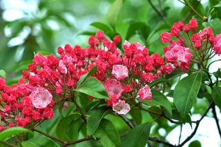 Kalmia