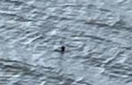 Potwór z Loch Ness na zdjęciu z kwietnia 2024! Teraz mamy już pewność