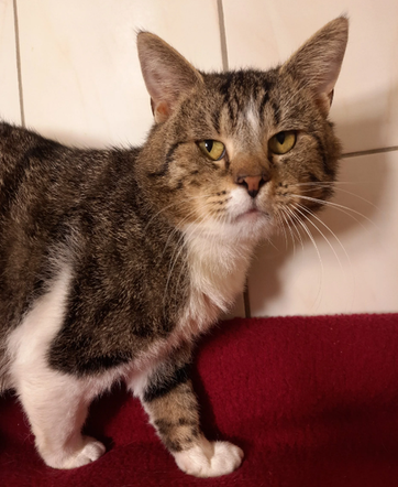 Kot do adopcji w zielonogórskim schronisku