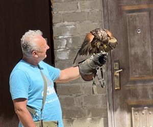 Jastrząb Harrisa mieszkańcem gminy Krzymów