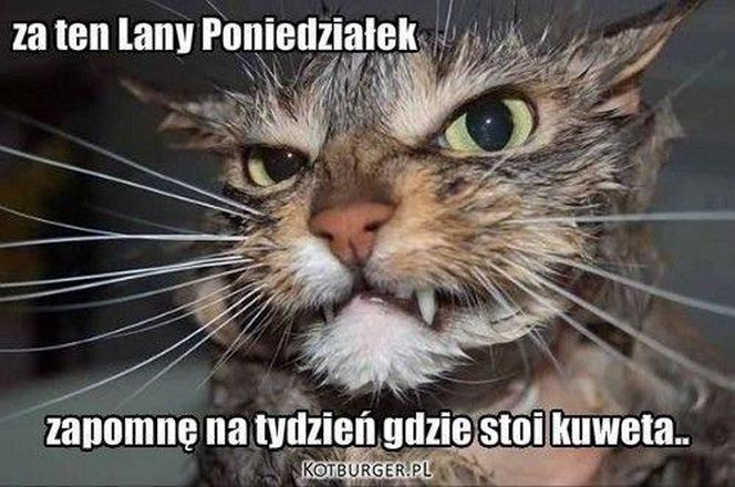 memy lany poniedziałek