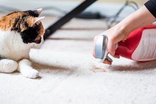 Pranie i czyszczenie dywanów: domowe sposoby. Jak czyścić dywany?