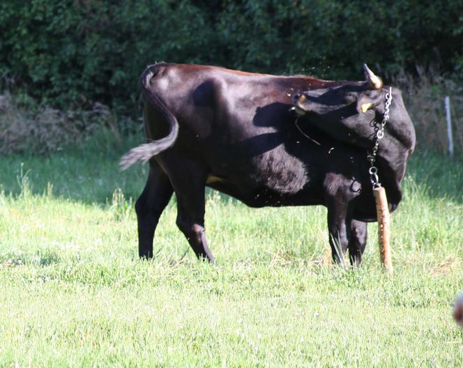 PIESEK URATOWAŁ PANA PRZED BYKIEM