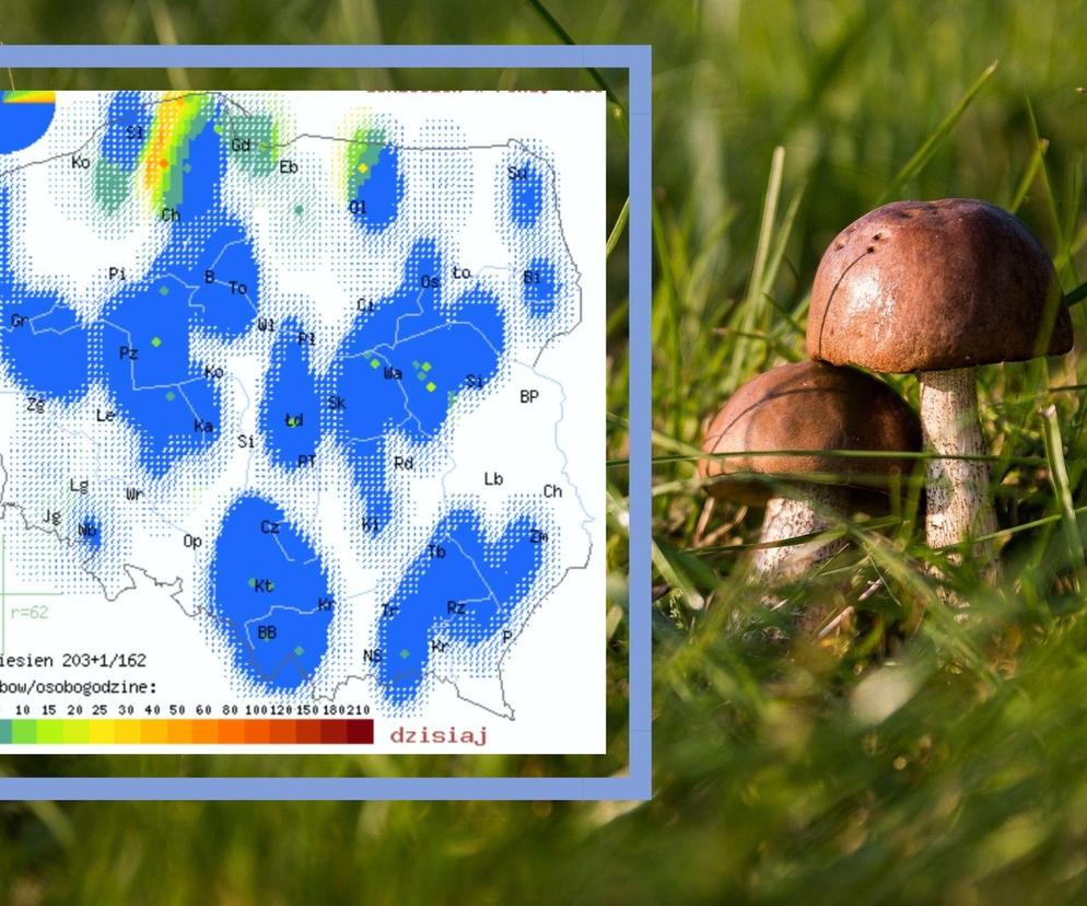 Czy na Podkarpaciu są już grzyby? Sprawdzamy