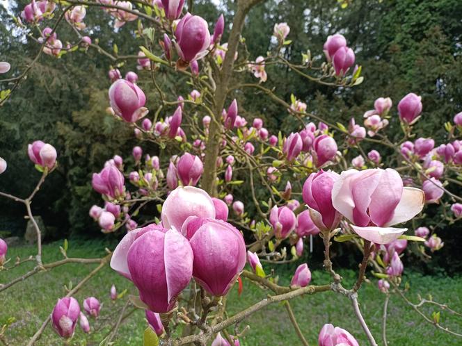 Arboretum Kórnickie zachwyca! Miłośnicy magnolii muszą się spieszyć