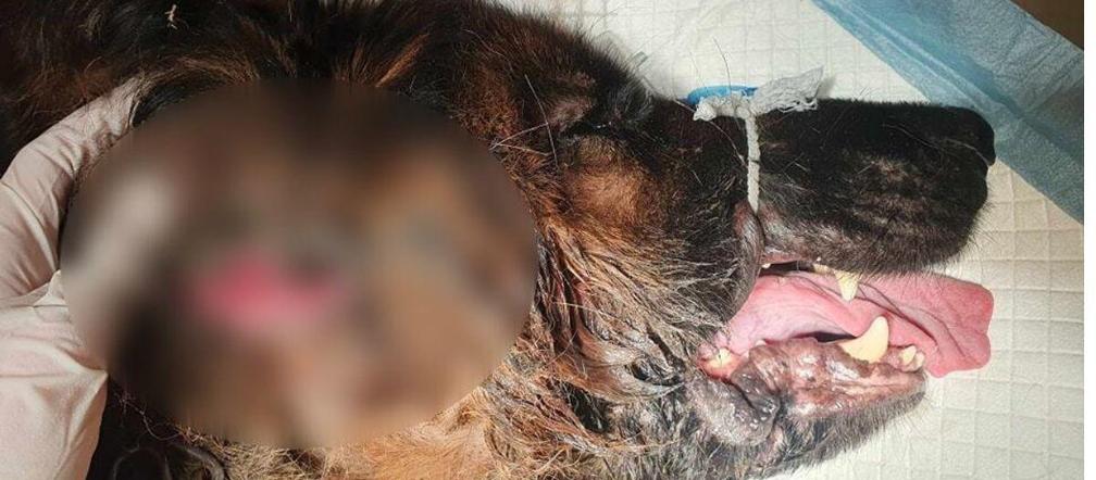 Skrajnie zaniedbany pies, którego uratowali inspektorzy OTOZ Animals Gliwice