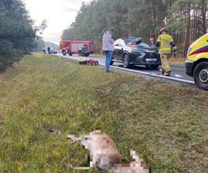 Poważny wypadek z udziałem jelenia pod Toruniem! W internecie rozgorzała burza [ZDJĘCIA]