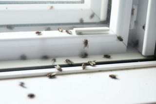 Żadna mucha nie wleci do Twojego w domu. Rozcieńcz z wodą i rozpyl w powietrzu, a owady wyniosą się raz na zawsze. Sposób na muchy w domu