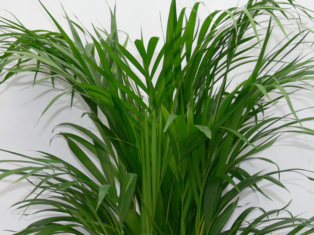 Chryzalidokarpus - Chrysalidocarpus