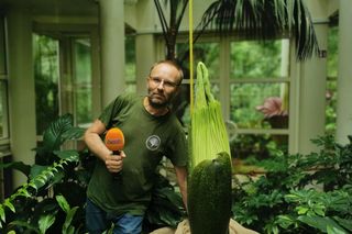 Dziwidło olbrzymie w Warszawie (2025 r.)