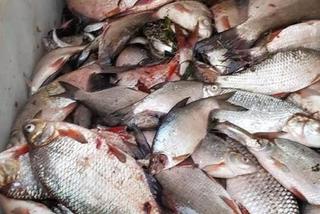 Odra zatruta. Trwają śledztwa. Kilka miast zagrożonych, ostrzeżenia dla mieszkańców