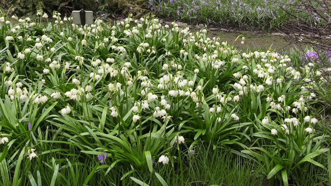 Kraków: Wiosna zawitała do Ogrodu Botanicznego [GALERIA ZDJĘĆ, WIDEO, AUDIO]