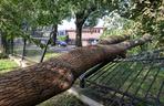 Burza w Wielkopolsce. Powalone drzewa zablokowały wiele dróg w Pile 