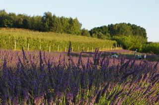 Lawendowe Ranczo w powiecie sandomierskim