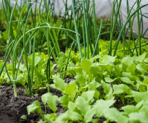 Czy wiesz, co naprawdę jesz? Te nowalijki mogą zaszkodzić twojemu organizmowi