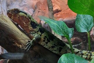 Dziesiątki jaszczurek i węże w mieszkaniu. Do akcji przystąpiła policja