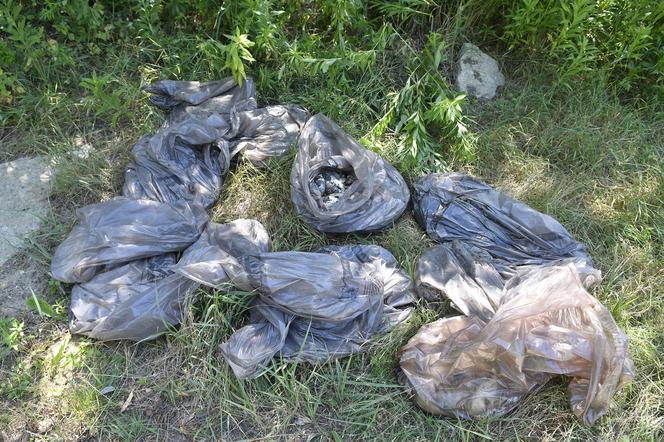 Martwe ryby leżały w workach na śmieci w okolicach ul. Wiślanej w Łomiankach