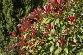 Głogownik Frasera Red Robin'