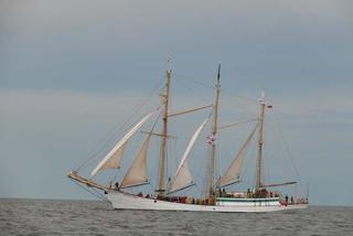 ParadaZagleGdyni2014_FotMZwierz_710415