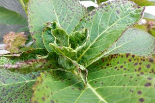 Hortensja ma brązowe plamy na liściach? Koniecznie zrób to. Uratujesz krzew i nie zaburzysz kwitnienia w tym sezonie. Pielęgnacja hortensji
