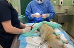 Messi. Operacja psa z dziurą w przemyskiej lecznicy ADA (GALERIA)