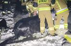 Koń wpadł do skutego lodem stawu. Konieczna była pomoc strażaków