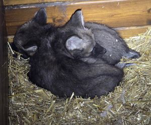 Wilki grzywiaste w Śląskim Ogrodzie Zoologicznym. W styczniu na świat przyszły trzy samiczki